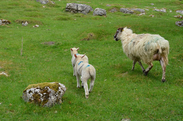 sheep and lamb on a meadow