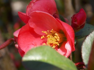 red spring flower