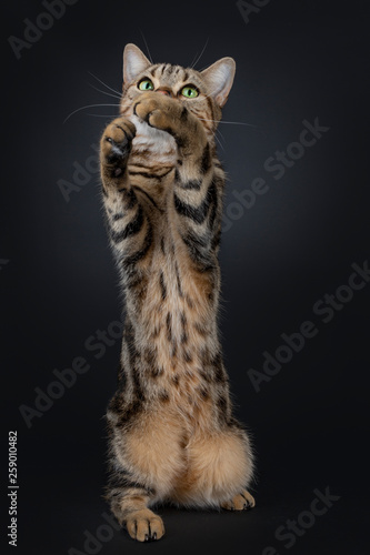 Cute And Excellent Brown Tabby American Shorthair Cat Sitting On