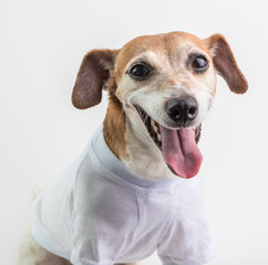 Wall Mural - Smiling happy dog. Gray t-shirt. White background