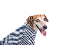 Smiling Dog Portrait In Checkered Elegant Trendy Shirt. White Background