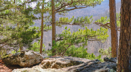 Wall Mural - Pine Tree in Whitaker Point Trailhead National Forest, Kings River Township, AR