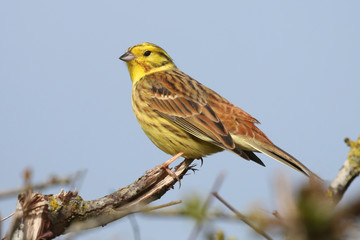 Wall Mural - YellowHammer