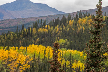 Canvas Print - Scenic in Alaska of yellow Birch Trees and green pines under fog.