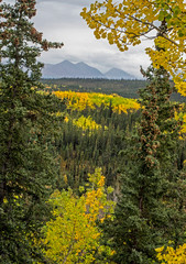 Canvas Print - Scenic in Alaska of yellow Birch Trees and green pines under fog.