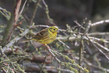 Wall Mural - YellowHammer