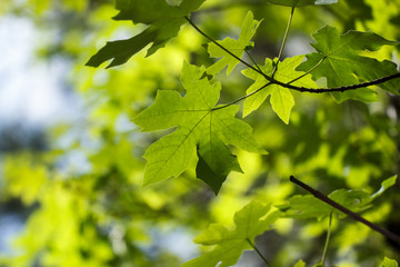 Bright green bigleaf maple (Acer macrophyllum) leaf background