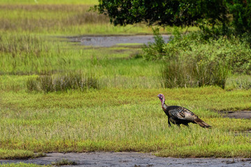 marsh turkey 