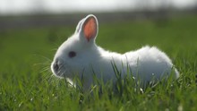 White Rabbit In Spring Green Grass Background