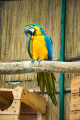 Wall Mural - snapshot of a parrot on a tree