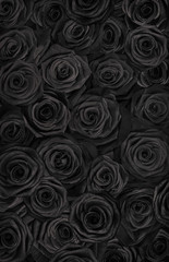 Wall Mural -  dark black roses