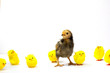 Stand out, be authentic, believe in yourself concept, a defiant real brown chick standing out from the fake yellow chicks