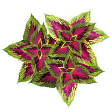 The Burgundy With Yellow Coleus On White Background, Vector Illustration