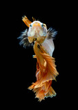 Fototapeta Londyn - Betta fish Fight in the aquarium