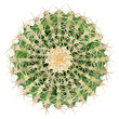 Realistic vector illustration of cactus houseplant top view
