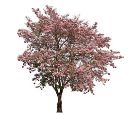 Tabebuia tree pink poui or rosy trumpet flower the national tree of El Salvador in full bloom during Spring season isolated on white background