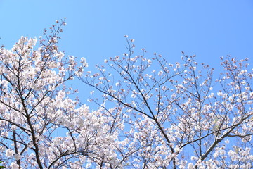 cherry blossom