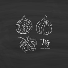 Fig Fruit Drawing. Sketch Of Fig Fruit With Chalk On Blackboard. Vector Isolated Illustration