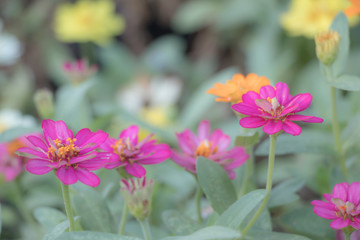 Colorful Narrowleaf Zinnia flower in a garden.(Zinnia Angustifolia flower).Selective focus pink flower in fields.