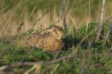 Wall Mural - A stunning Brown Hare, Lepus europaeus, feeding in a field in the UK. 