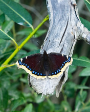Mourning Cloak, Camberwell Beauty Or Nymphalis Antiopa Close-up, Selective Focus, Shallow DOF