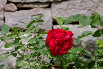 Red, beautiful rose blossoms near a stone wall