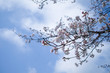 © mochi - 北本の桜