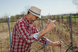© cherryandbees - working in vineyard