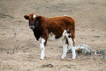 Cow red suit and strong physique in the barnyard