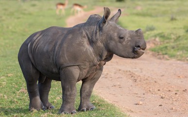 Wall Mural - a young white rhino with head held high