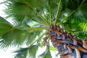 palm tree