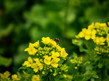 Macro Small Bee Feeding From Wild Mustard Flowers 4