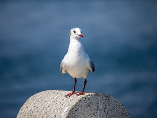 An adult black-tailed gull in Yamashita Park 2