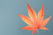 Orange Acer Leaf on Blue Background Isolated