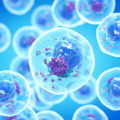 3d illustration of a human cell