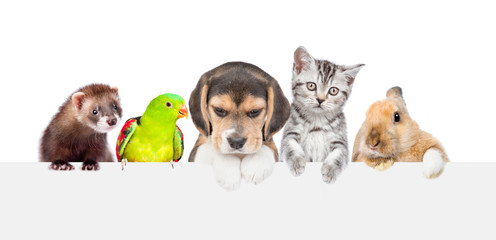 Sticker - Large group of pets  over empty white banner. isolated on white background. Empty space for text