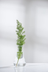 Wall Mural - clear water in glass flask and vial with natural green leave in biotechnology science laboratory bac