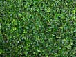 fresh green leaf bush texture