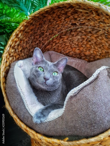 Un Jeune Korat Chat De Race Thailandaise Dans Son Panier En Osier Buy This Stock Photo And Explore Similar Images At Adobe Stock Adobe Stock Un Jeune Korat Chat De Race Thailandaise Dans Son Panier En Osier Buy This Stock Photo And Explore Similar Images At Adobe Stock Adobe Stock
