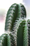 Fototapeta Morze - cactus