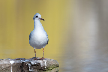 Wall Mural - isolated black-headed gull on a wall at a pond