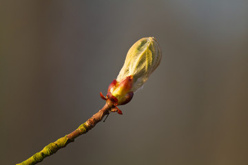 Bud of a Conker tree or Horse-chestnut (Aesculus hippocastanum) in spring