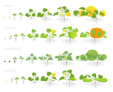 Set Of Cucurbitaceae Plants Growth Animation. Pumpkin Melon And Watermelon Zucchini Or Courgette Plant. Vector Infographics Showing The Progression Growing Plants.