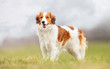 © Dyrefotografi.dk - Portrait of a dog