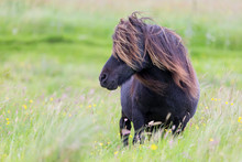Single Shetland Pony With Long Hair Standing In Wind On Short Grass