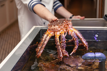 Chef cook michelin restaurant in white uniform is holding fresh big kamchatka crab. Concept healthy food, lifestyle, useful seafood, delicacy, diet in the menu of elite five star hotel