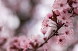 branch with cherry blossoms in detail and blurred background