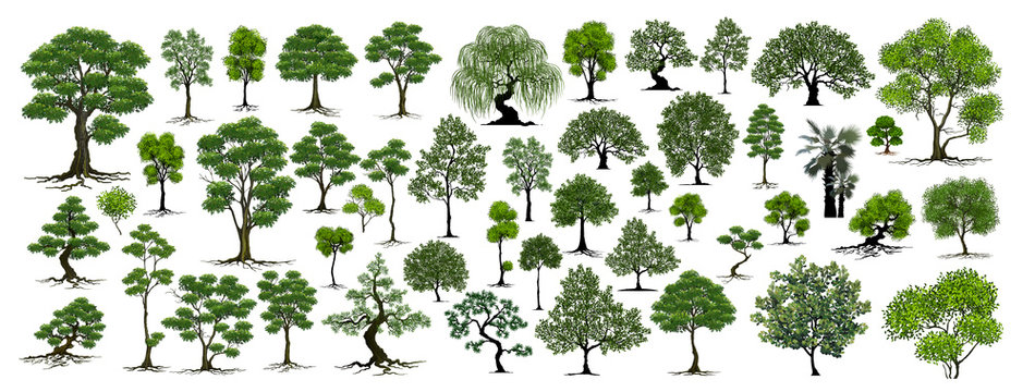 trees isolated on white background
