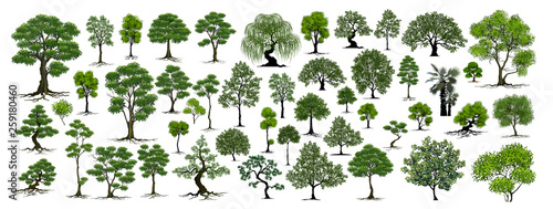 Fotomural Trees Isolated on White Background