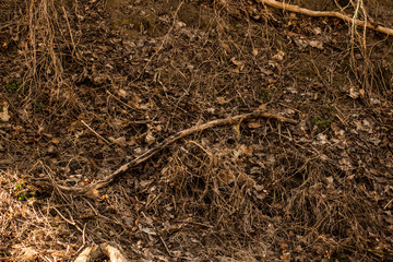 dried pine needles